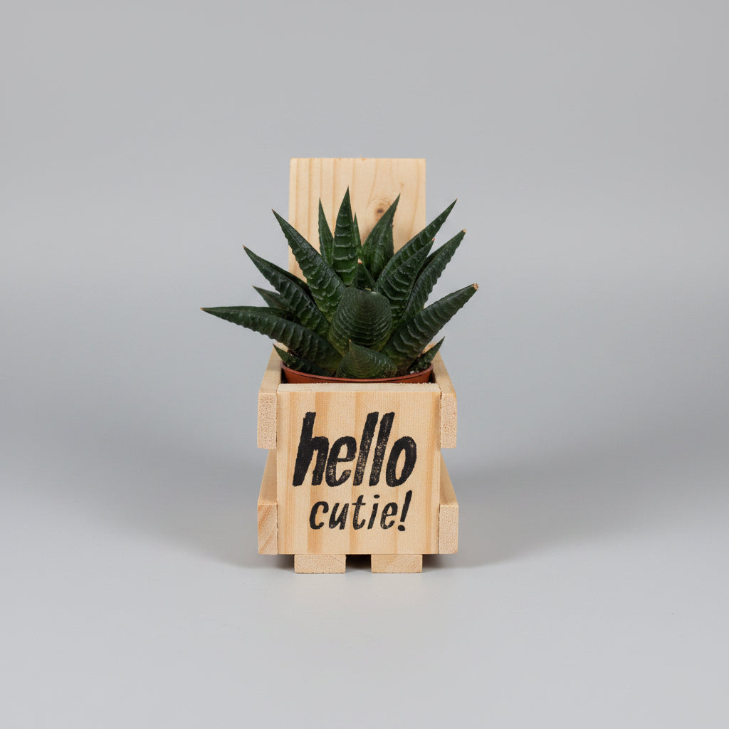 A small succulent plant in a wooden crate planter made from pallet wood with the words 'hello cutie!' printed on the front, placed on a white countertop in front of a washing machine.