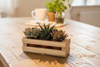 A small wooden planter box  made from pallet wood with the words 'hello cutie!' printed on the front, holding three succulent plants, set on a light wood tabletop against a plain light gray wall.