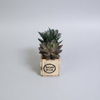 Two small succulent plants in a small wooden box made from pallet wood with 'MOM' printed on it, placed on a light wood tabletop against a plain light gray wall.